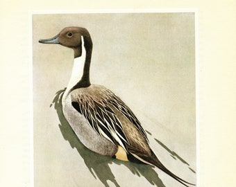 Northern pintail duck print 1962. Migratory Bird wall art. French vintage poster coastal decor. Water bird lover gift. Teacher nerd watcher