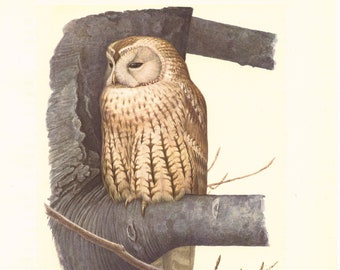1959 Tawny owl art by Paul Barruel- Vintage owl decor. Cute Owl wall art print.  Owl gift, Owl wall art, Bird art, Bird gifts, Strix Aluco