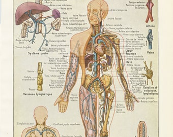 Blood vessels print from 1952 Antique anatomy print Vintage medical print Wall art Medical gift for medical student doctor Office decor