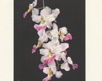 1953 Illustration d'orchidée Odontoglossum Citrosmum. Décoration florale murale. Cadeau pour collectionneur orchidees, jardinier fleuriste