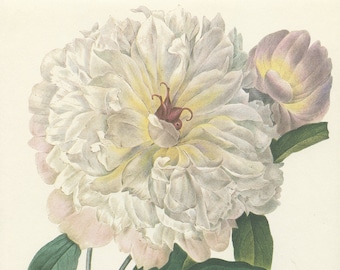 1986 Illustration botanique de Pivoine blanche. Peinture de Redouté. Déco florale Déco de cuisine vintage Poster de Fleur banche vintage