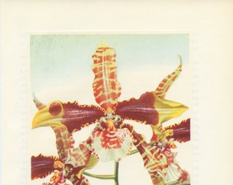 Illustration d'orchidée Tigre Odontoglossum Grande 1953. Décoration florale murale. Cadeau pour collectionneur orchidees jardinier fleuriste