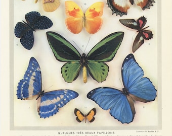 Petite affiche de papillons de 1949 pour Décoration murale. Illustration animalière vintage. Cadeau pour entomologiste Papillons de nuit