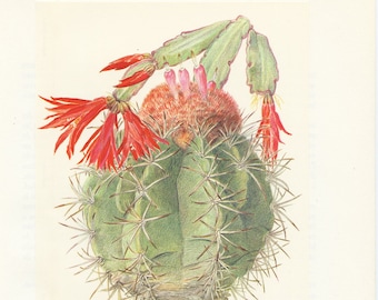 1954 Cactus de Pâques Epyphyllopsis Gaertneri + Melocactus maxoni Illustration vintage. Cadeau pour jardinier botaniste Peinture de cactus