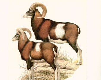 1970 Corsican Mouflon print. Vintage endangered animal art. Small animal poster. Mediterranean Wildlife wall art wanderlust hiker gift