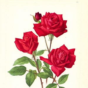 1962 Christian Dior Red Rose wall art for Vintage Botanical floral home decor. French country cottagecore granny chic stylish poster