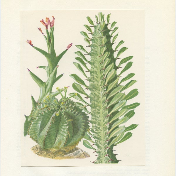 1958 Illustration vintage de plantes grasses Euphorbia Hamata Sweet, Meloformis melon, Trigona succulentes. Cadeau plantes Art botanique1958