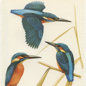 Kingfisher print 1959. Vintage blue bird art. Waterbird Kingfisher bird wall art. Small passerine bird wall art. Gift for bird lover