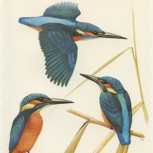 Martin pêcheur 1959 Illustration vintage de martin pecheur alcyon illustration d'oiseau ancienne Peinture d'oiseau Cadeau oiseau  Baruel