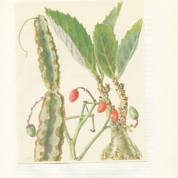 Cissus Cactiformis & Juttae succulent print 1958 . Botanical print. Climbing Succulent Plant poster. Vintage Botanical art  Plant art