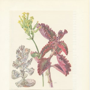 1958 Vintage Kalanchoe succulent poster Rhombopilosa + longiflora Botanical print. Pies from heaven tugela-cliff long flower succulent print