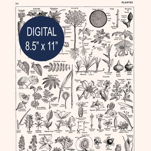 Digital collage sheet Printable Plant Art 8.5x11 inches Black and white botanical digital download Letter format print
