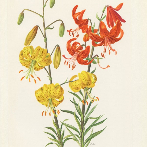 Illustration botanique de lis hybrides jaunes & rouges vintage 1964. Petite affiche Poster de lys Aquarelle de fleur Peinture Déco florale