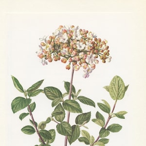 Viburnum koreanisches Gewürz