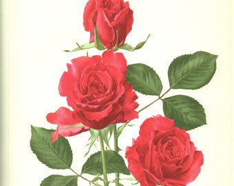 Red Francita rose vintage botanical print from 1962. Antique roses botanical wall art French country decor. Floral nursery. NAture plant art