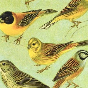 May include: A vintage illustration of different types of buntings, a type of songbird. The birds are depicted in various poses, with their distinctive markings and colours clearly visible. The illustration is labelled "Planche 12 Bruants I" and includes a description of the different types of buntings.