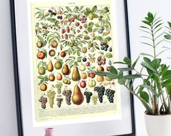 Fruit kitchen decor 1936 Vintage botanical print Fruit poster French country decor Vintage Kitchen art Botanical art Fruit print