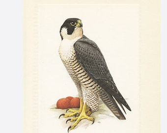Falcon print Vintage, 1959 bird poster, Bird print, peregrine falcon, Vintage bird art Bird print Vintage Falcon art Falcon poster cabincore
