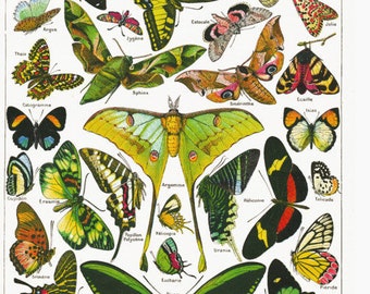 16x20" Large butterfly chart poster. Butterflies & moths natural history print for living or office decor. Biology teacher gift insects bugs