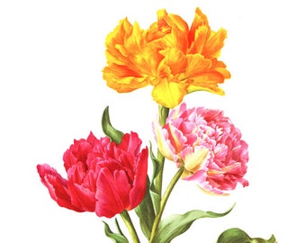 Double tulip wall art print, 1964 Vintage tulip botanical print, French country decor Electra Goya tulip print, Gardener Anniversary gift