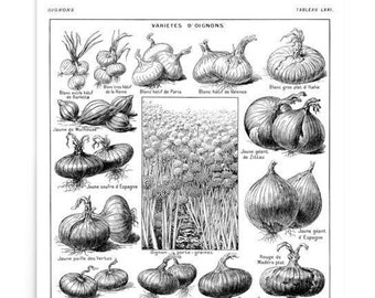 Large Onion Vegetable poster. Heirloom varieties. Vintage rustic kitchen art. Farmhouse wall decor. Food art Veggies. Gift for farmer cheg