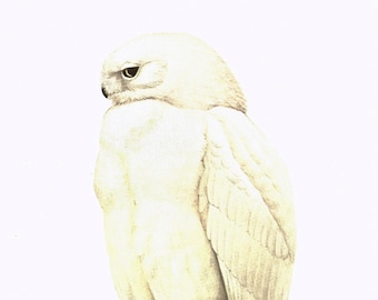 1959 White Harfang snowy owl art print. Small wall hanging. Bird prints. Animal lover gift. Bird artwork. Ornithologist office decor