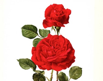 1962 Champs Elysees Red Roses Print Vintage Botanical Art
