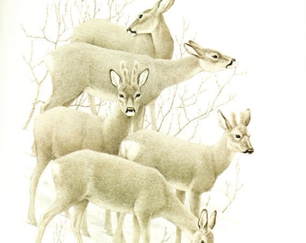 1970 Illustration vintage Harde de cheveruils Poster de chevreuil Illustration animalière déco nature Cadeau cerf mammifères d'Europe animal