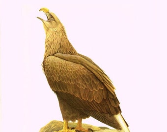1960 Vintage Pygargue Sea Eagle print for Bird ornithology home decor. Nerd lover teacher gift. Cabincore cottagecore