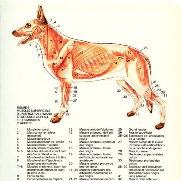Dog Gift, 1975 Anatomy poster, Vintage Dog muscles poster, Canine Anatomy art, Gift for veterinarian, office decor ready to ship rts