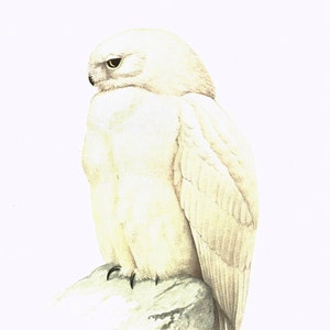 1959 White Harfang snowy owl art print. Small wall hanging. Bird prints. Animal lover gift. Bird artwork. Ornithologist office decor