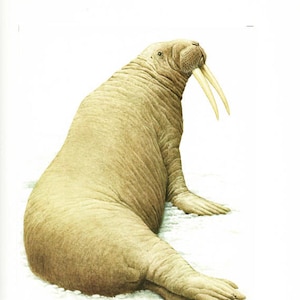 Walrus print 1970 Vintage walrus poster Vintage walrus art walrus painting walrus decor walrus gift  Walrus print mammals of Europe