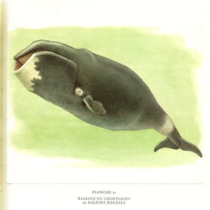 May include: A black and white illustration of a whale with the text "PLANCHE 51 BALENE DU GROENLAND ou BALENE BOREALE" below it.