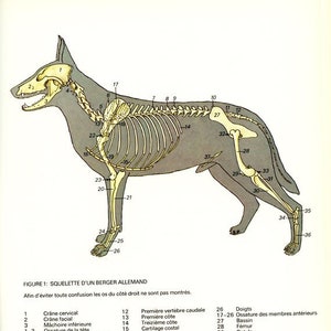 1975 Vintage illustration d&#39;anatomie du chien Poster de squelette de chien Cadeau pour vétérinaire Squelette de chien Berger Allemand