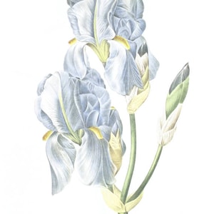 1986 Redouté Blue iris botanical print, Sweet iris for vintage cottagecore granny chic grandmillennial French country floral home decor