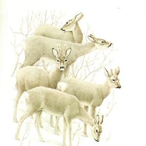 Roe deer print, 1970 vintage animal art, Small deer poster, Deer art, Deer nursery wall art, Woodland wall art, Wildlife art, Deer gift
