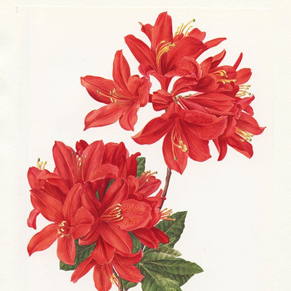 Red Rhododendron print 1972 Vintage Botanical art Red rhodo print Red flower poster French country decor Floral decor Flower gift