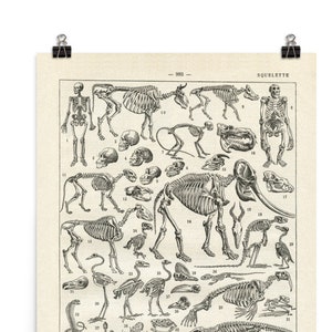 Large human & animal skeleton anatomy poster in black and white. Vintage science art print for biology decor. Teacher gifts 24x36" 18x24"