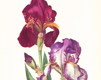 Dark red & purple Germanica iris flower wall art, 1964 Vintage botanical art- Mauve wall decor- Gardener gift- French country decor office