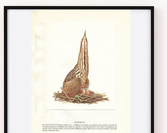 Eurasian Bittern Etsy