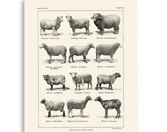 Large sheep breeds Poster. Rustic farmhouse decor. Sheep races chart. Breeder farmer gift office decor. Beige animal print. Domestic cattle