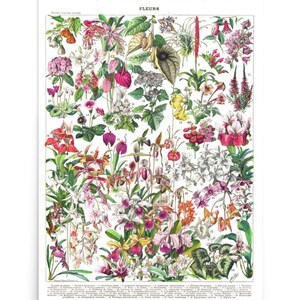 Large Bushes/Trees & exotic flowers poster from an antique French botanical print. Tropadelic tropical cottagecore floral home decor Millot