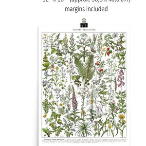 12x16" Large medicinal plants botanical poster A to F. Vintage medicinal plants illustration reproduction. French country decor small  Herbs