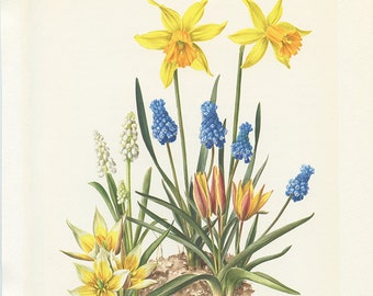 1964 Daffodil botanical print, Vintage tulip botanical art Spring flowers wall decor Spring decor Yellow spring wall art Hyacinth print