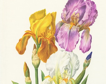 Yellow iris wall art print- 1964 Vintage botanical art- Purple Iris flower wall decor- White Shabby chic wall decor- French decor gifts