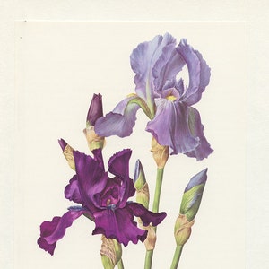 Purple iris flower wall decor from 1964 Vintage botanical art- Mauve Iris botanical print. Gardener gift. French country decor. Floral