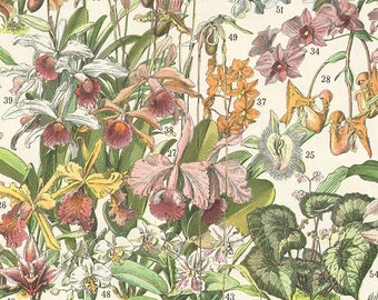 1897 Bushes/Trees & exotic flowers Vintage botanical print. French country decor. Antique Botanical art. Gardener gift. Office Wall decor