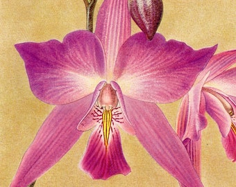 1953 Illustration d'orchidée rose Laelia Gouldiana pour décoration florale. Cadeau pour collectionneur orchidees, jardinier fleuriste