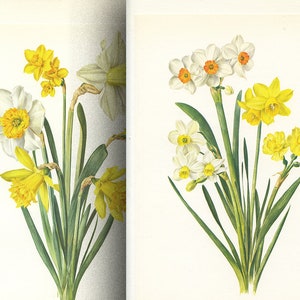 Yellow & white daffodil botanical print set of 2 from 1964. Vintage jonquil/ Narcissus flower wall art Rustic farmhouse kitchen spring decor