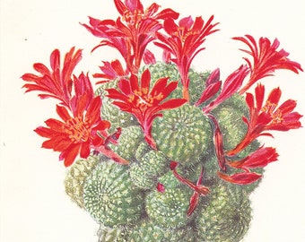 1954 Illustration de cactus vintage Rebutia Minuscula Cadeau plantes Art botanique Déco nature Cadeau botaniste Peinture de cactus